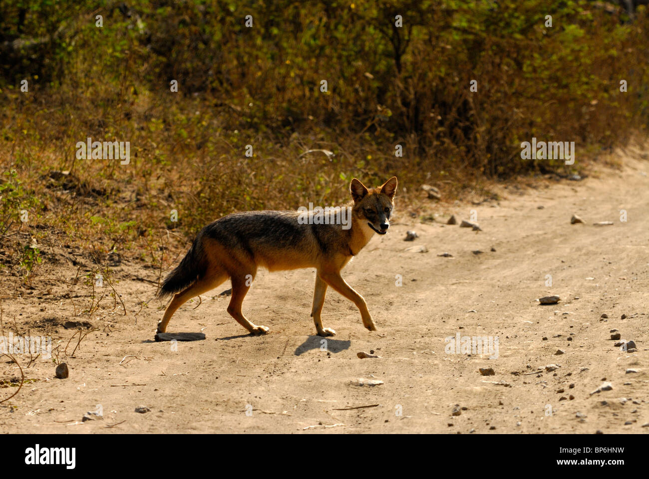 Le Chacal Canis aureus indien Banque D'Images
