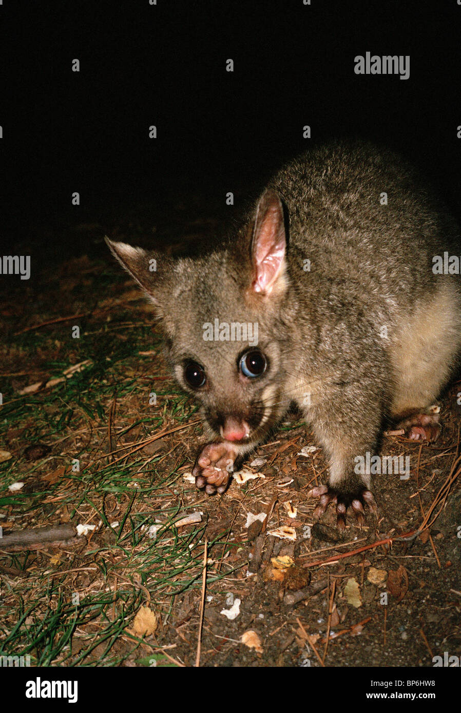 Un brushtail possum sur le terrain la nuit, Melbourne, Victoria, Australie Banque D'Images