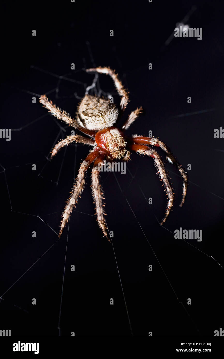 Une araignée dans un site web de nuit Banque D'Images