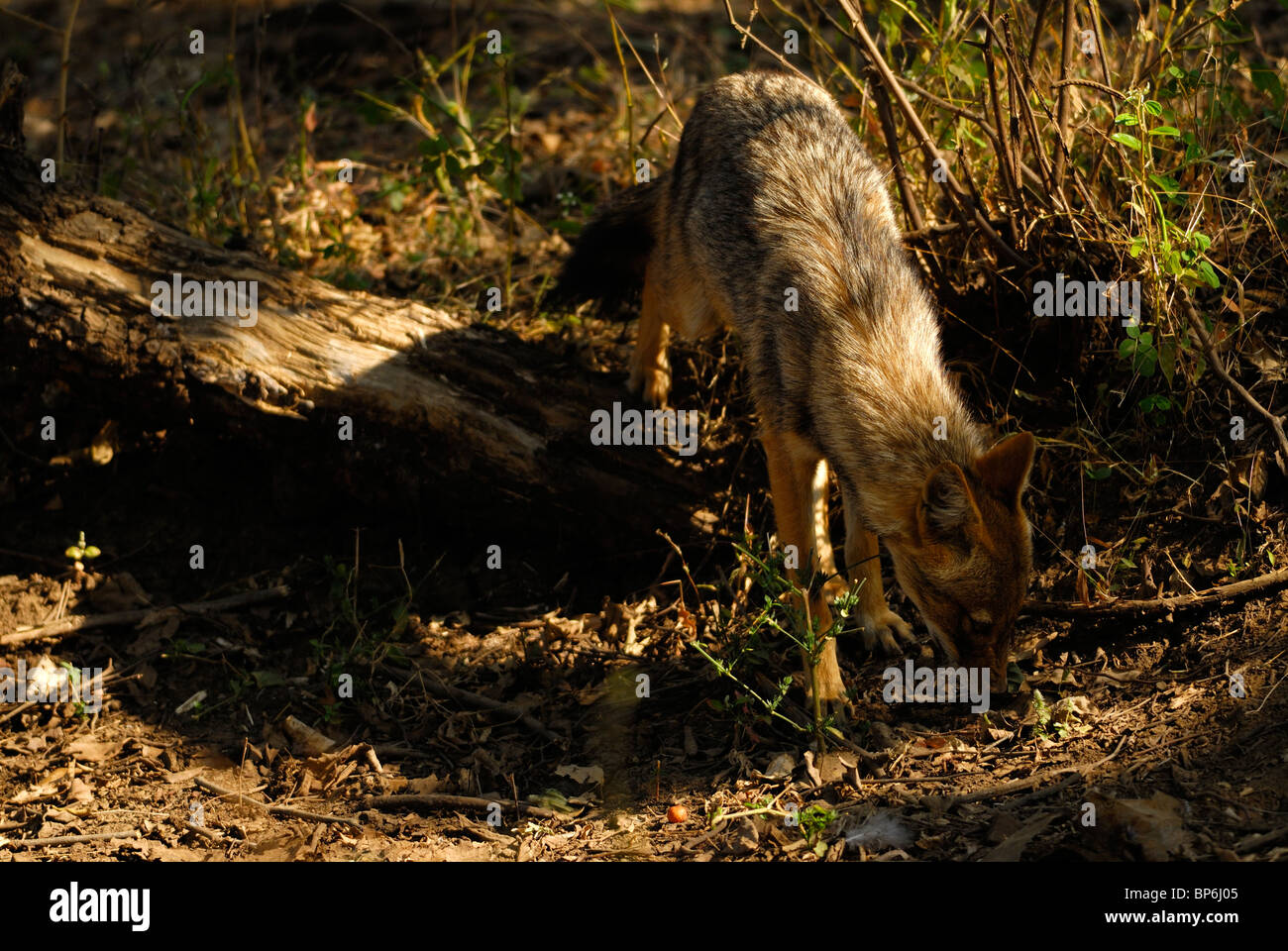 Le Chacal Canis aureus indien Banque D'Images