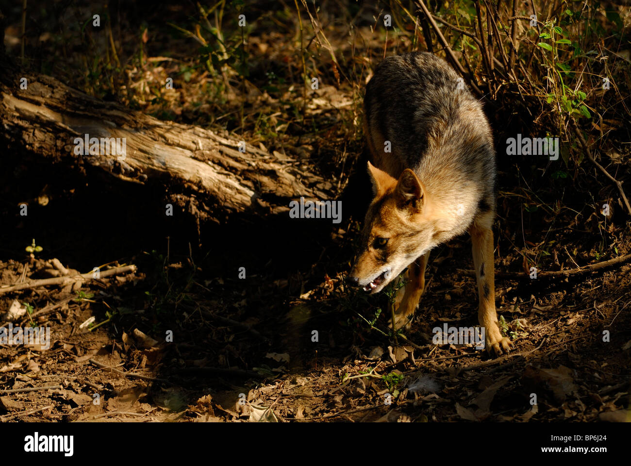 Le Chacal Canis aureus indien Banque D'Images