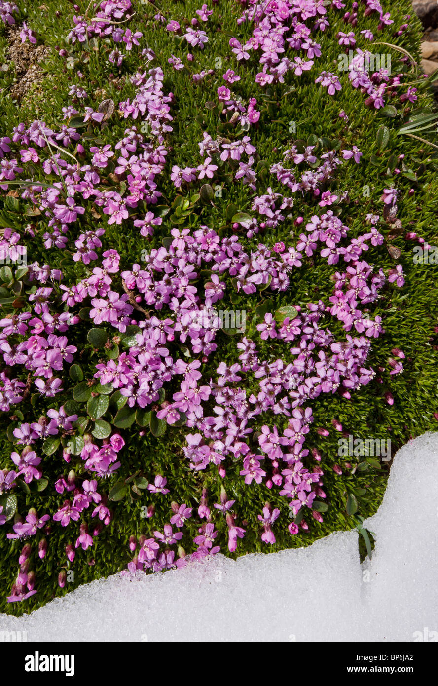 Silene acaulis Silène acaule, par la neige-patch sur Parker Ridge, Banff National Park, Rocheuses, Canada Banque D'Images