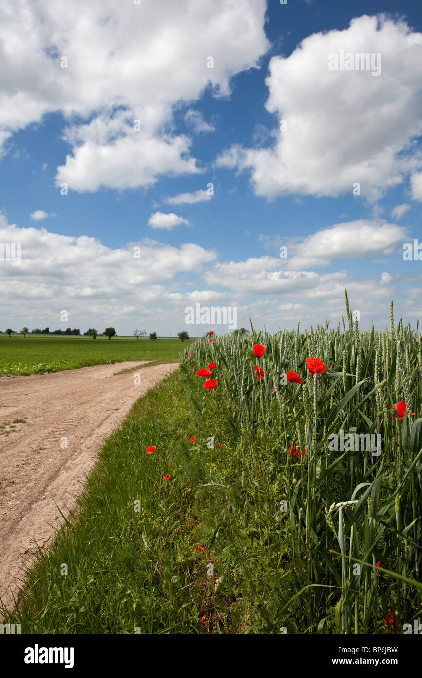 Des coquelicots sauvages sur le côté d'un chemin de terre en milieu rural Banque D'Images