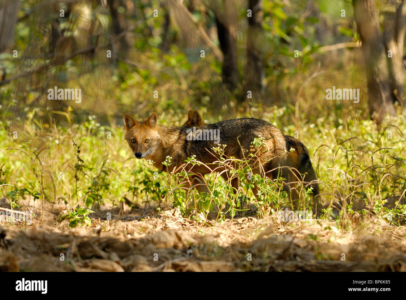 Le Chacal Canis aureus indien Banque D'Images