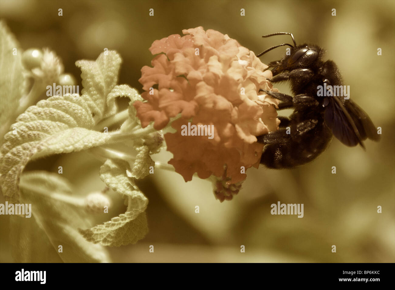 Abeille charpentière (abeille noire) la collecte de nectar d'une fleur. Banque D'Images