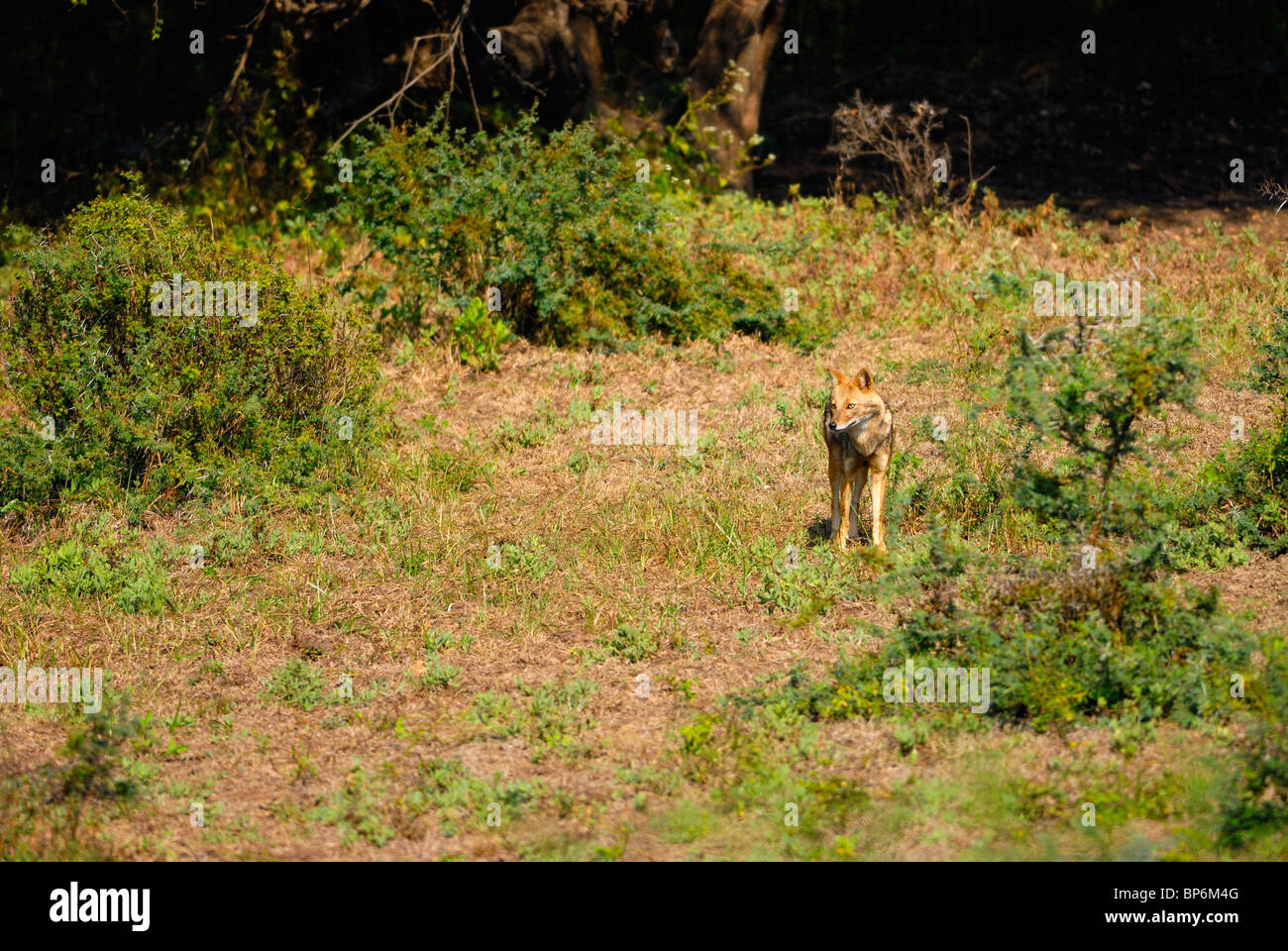 Le Chacal Canis aureus indien Banque D'Images