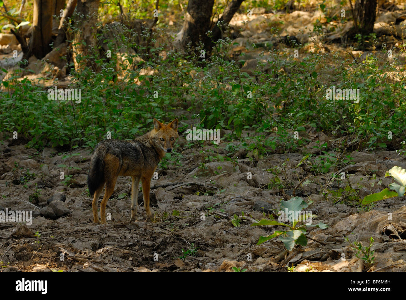 Le Chacal Canis aureus indien Banque D'Images