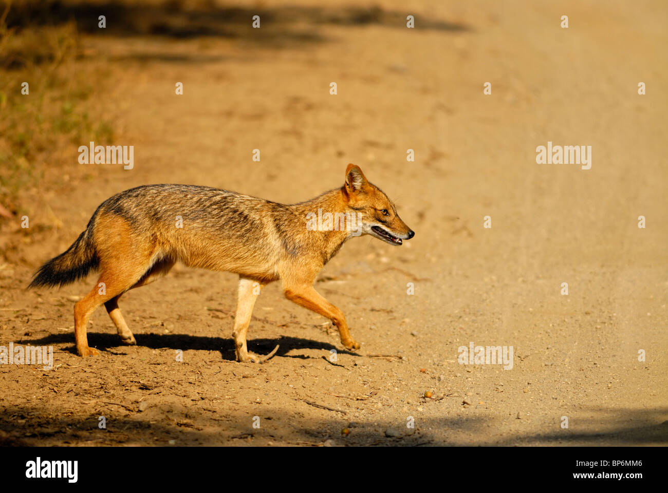 Le Chacal Canis aureus indien Banque D'Images