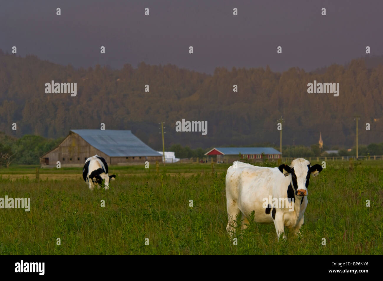 Les vaches dans les pâturages agricoles rurales près de Ferndale, Comté de Humboldt, en Californie Banque D'Images