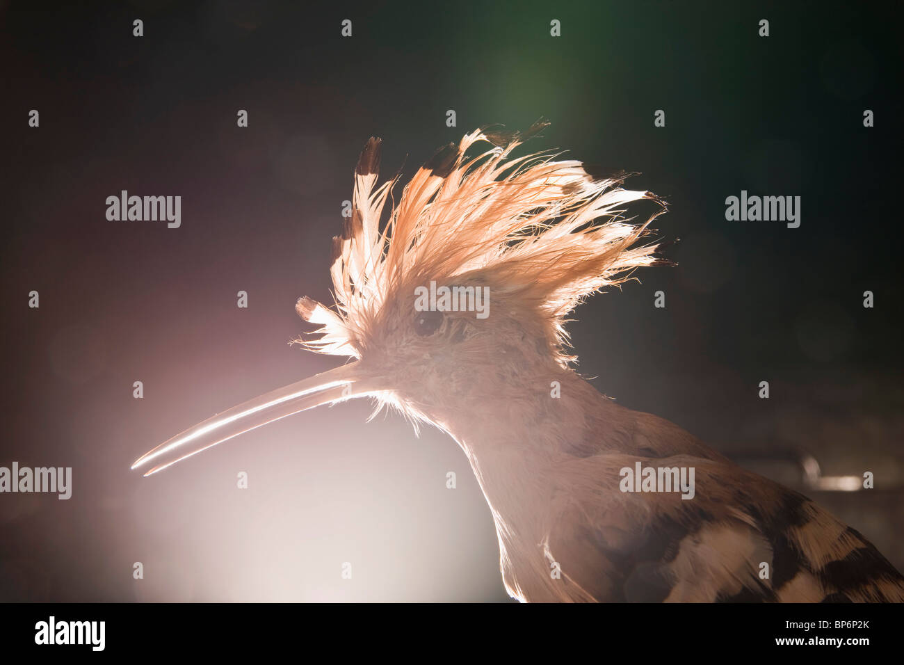 Un oiseau huppe taxidermiques, Upupa epops Banque D'Images
