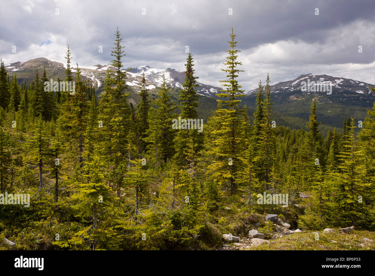 Forêt de conifères mixtes (épicéa, sapin et pin) dans les collines Bald au-dessus du lac Maligne, parc national Jasper, Rocheuses, Canada Banque D'Images