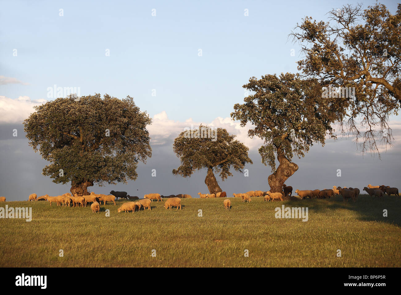 Dehesa, un bois de pâturage, pâturage avec des moutons domestiques. Banque D'Images