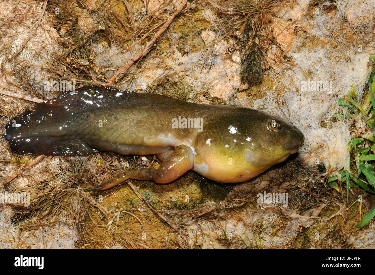 Bullfrog, American Bullfrog (Lithobates catesbeianus, Rana catesbeiana), têtard, la Grèce, le Creta Banque D'Images