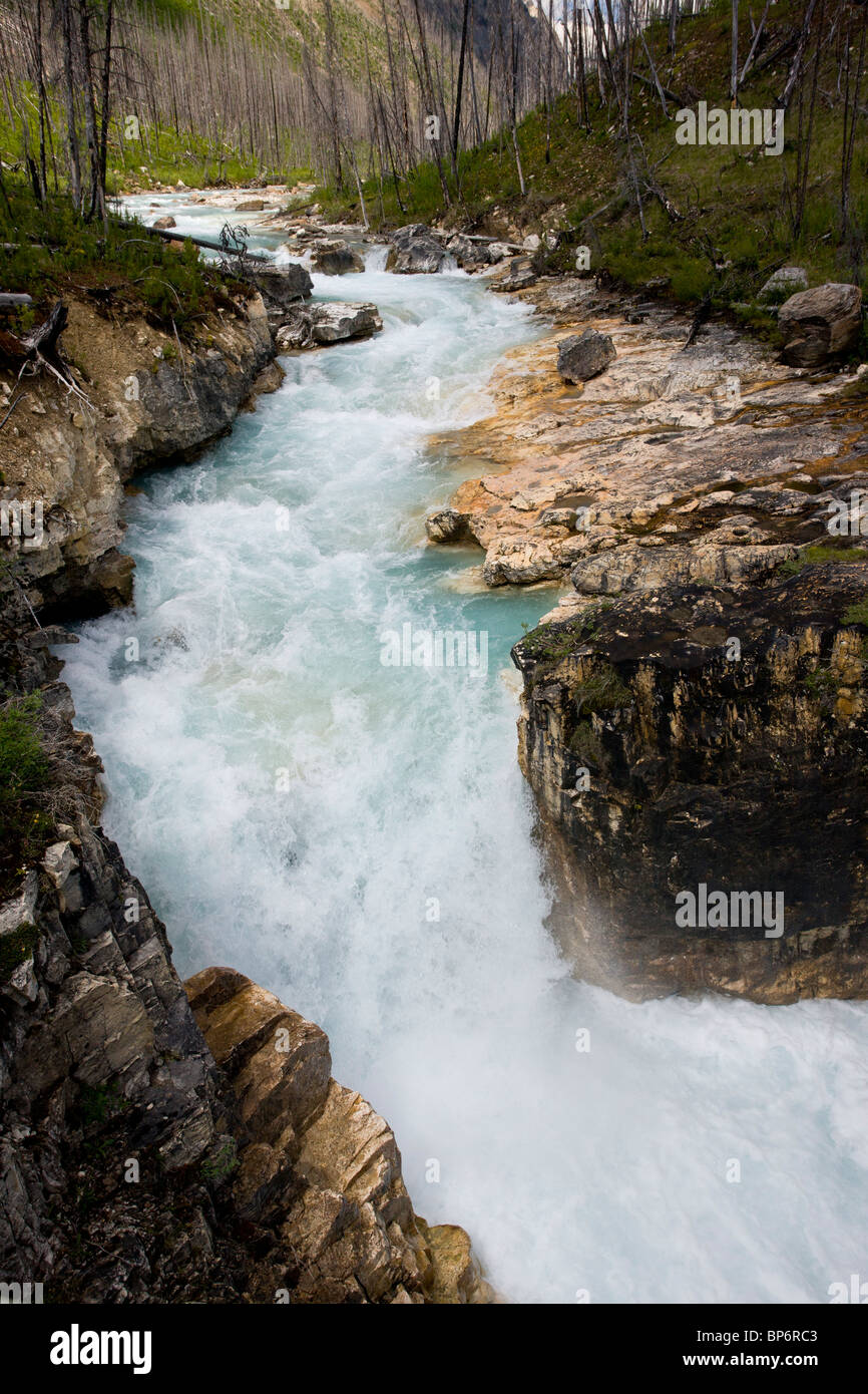 En Canyon, l'eau de fonte glaciaire channel, dans le Parc National de Kootenay, Rocheuses, Canada Banque D'Images