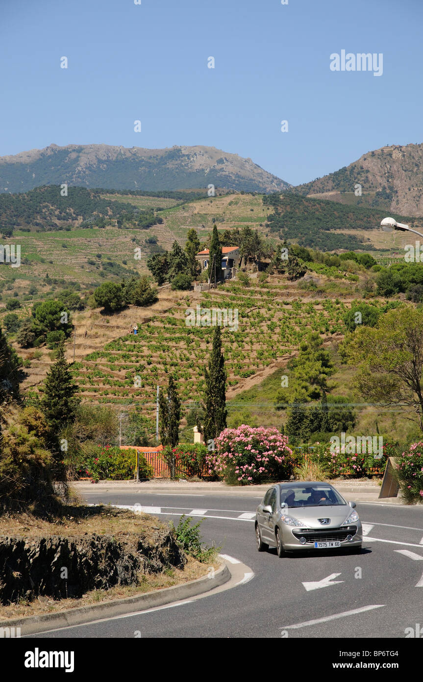 Route sinueuse dans le Vin de Pays de la Côte Vermeille région viticole du sud de la France Banyals Banque D'Images