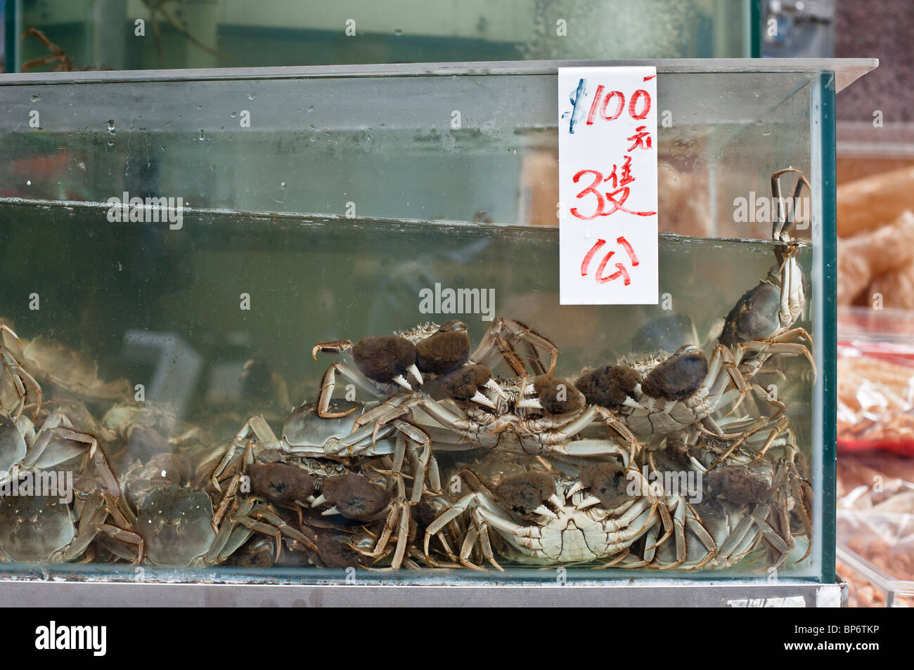Le crabe chinois est un célèbre délicatesse à Shanghai et Hong Kong et la cuisine est très apprécié pour le crabe femelle re. Banque D'Images
