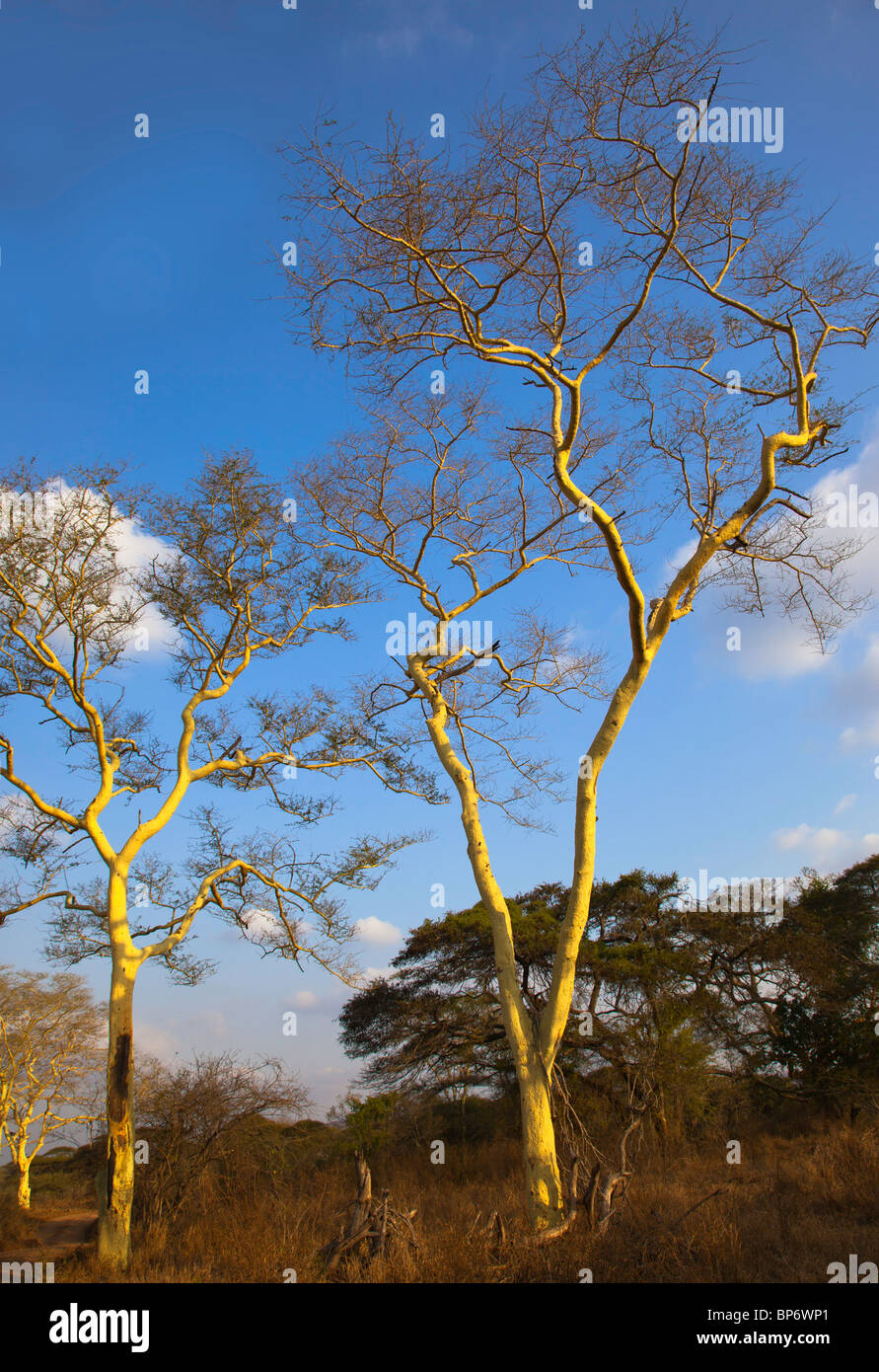 arbre à fièvre Banque D'Images