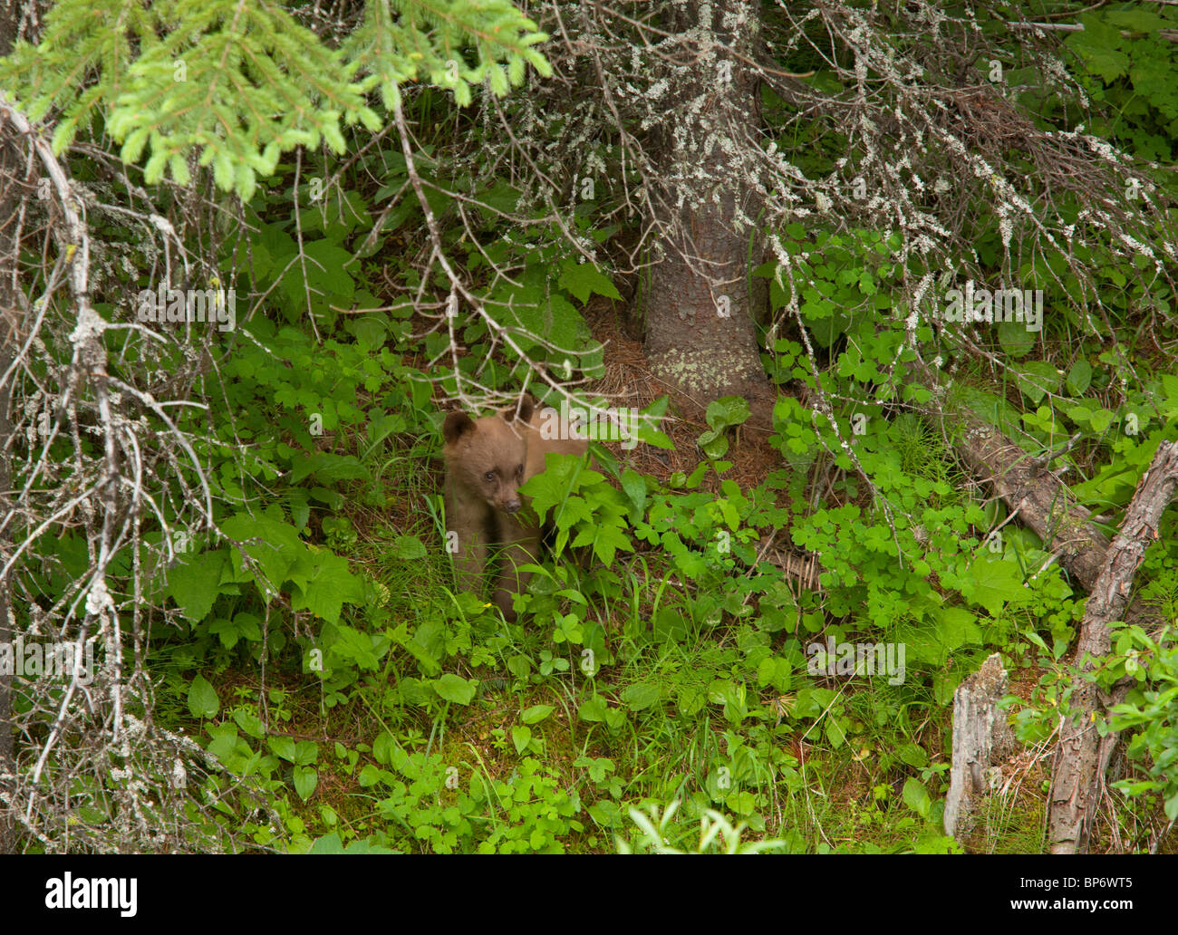 Ours brun, Ursus arctos horribilis, cub dans les bois ; Waterton NP, Rocheuses, Canada Banque D'Images