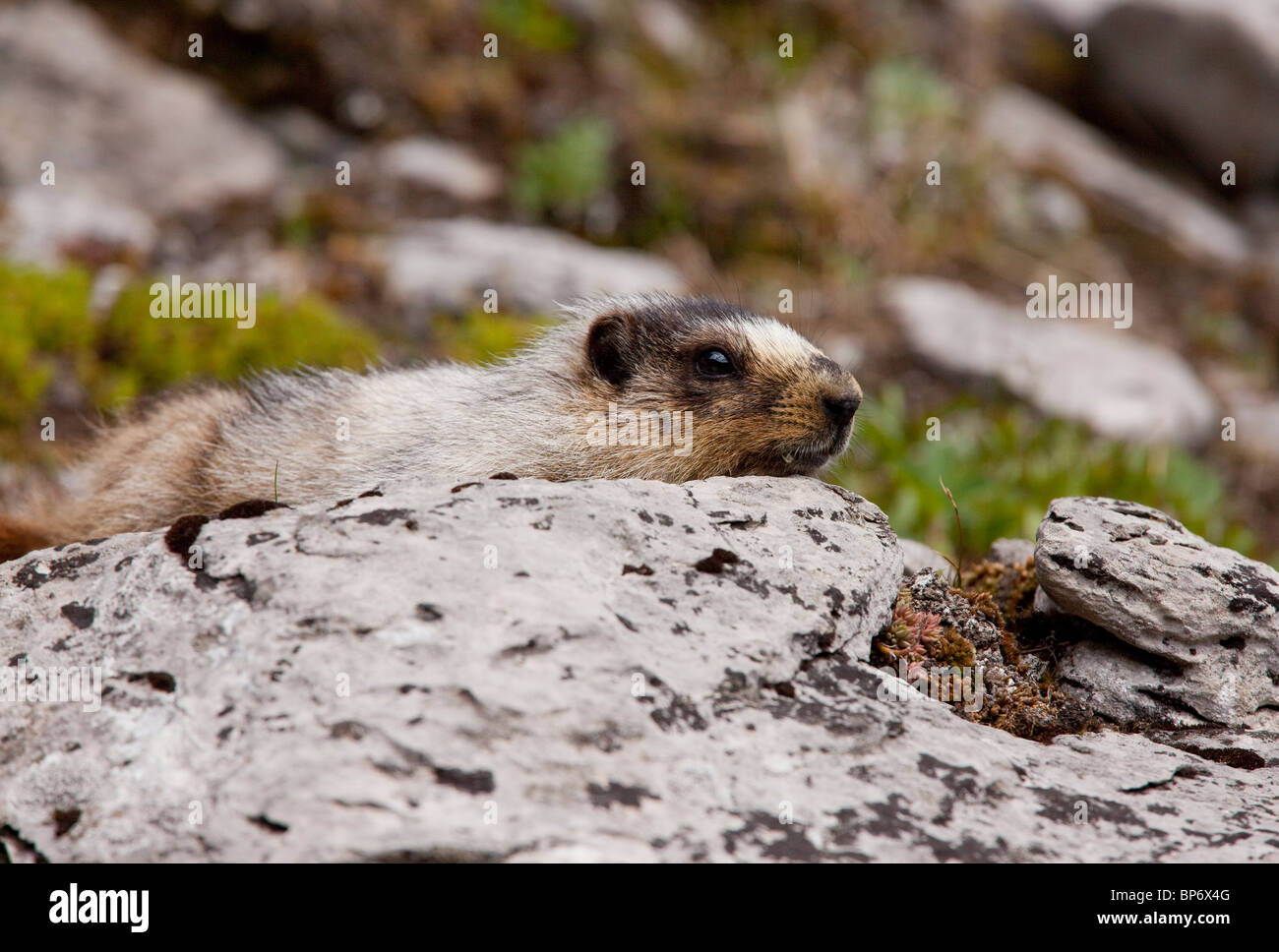La marmotte, Marmota caligata au-dessus du lac de Chester - parc provincial Peter Lougheed près de Kananaskis, Rocheuses, Canada Banque D'Images
