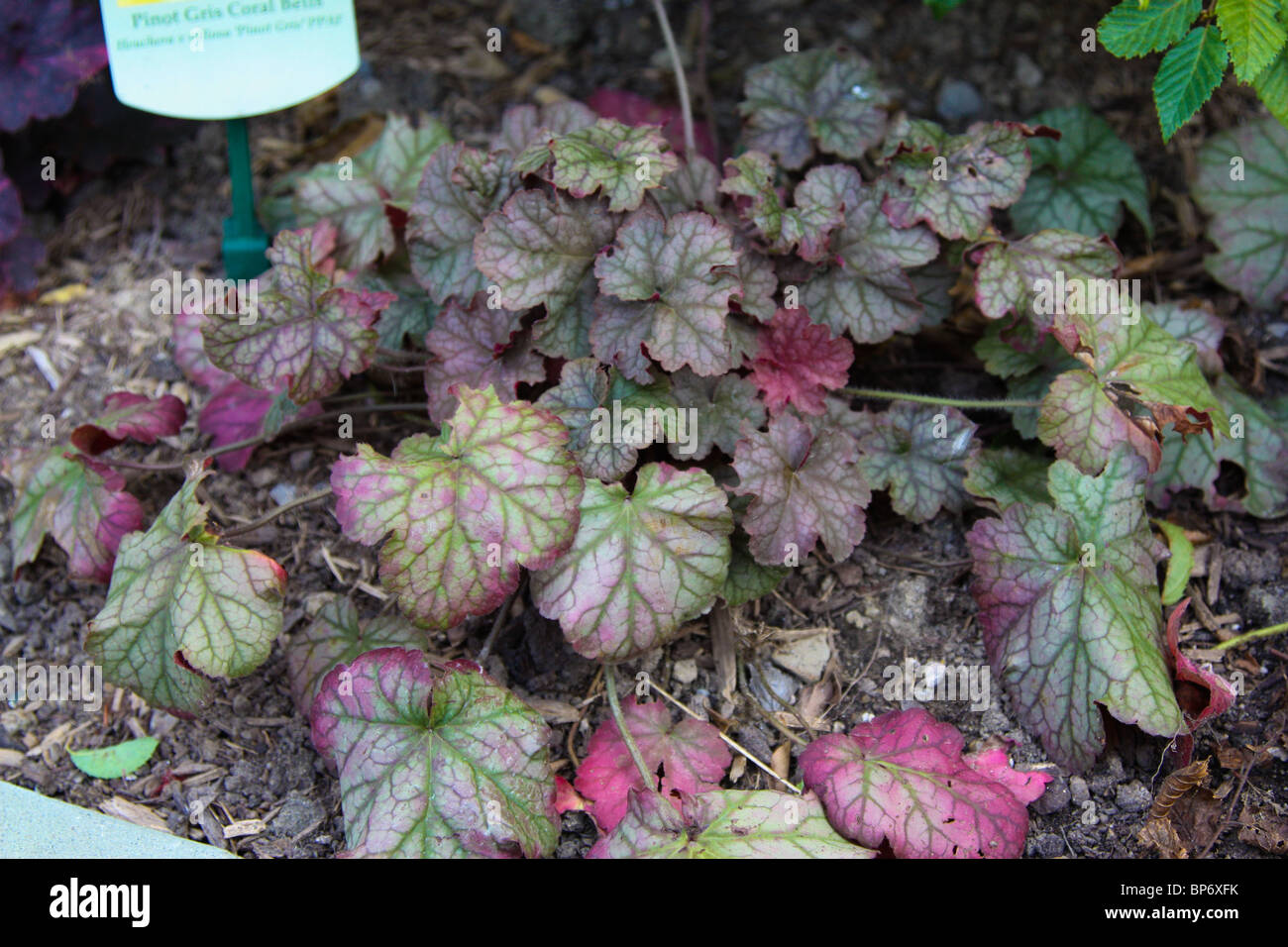 Pinot gris astilbe vivace Banque D'Images