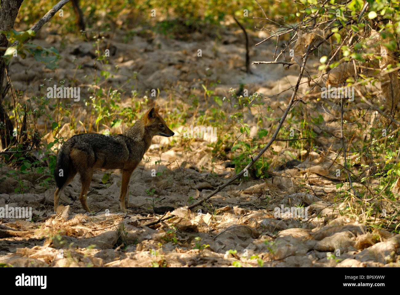 Le Chacal Canis aureus indien Banque D'Images