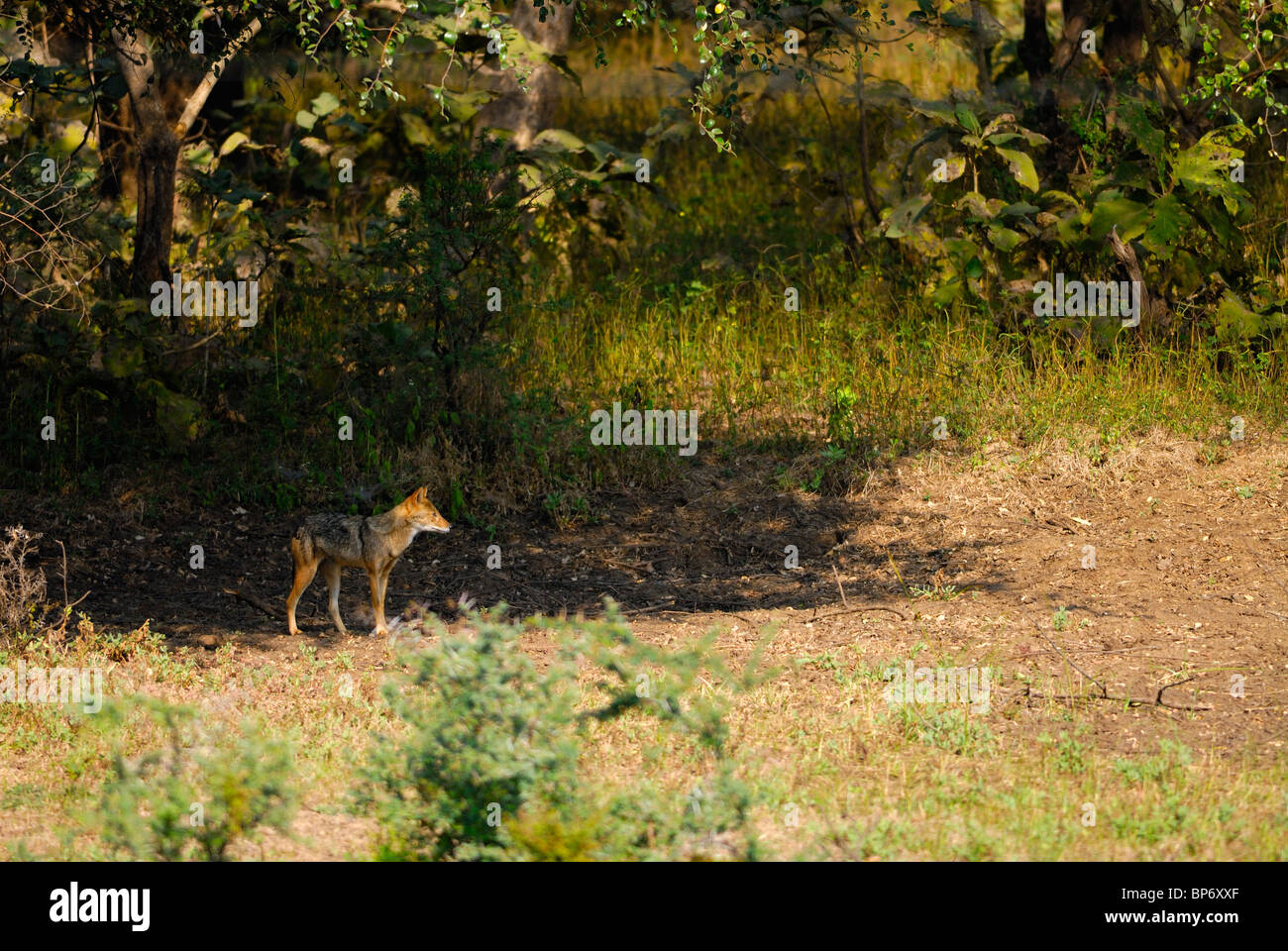 Le Chacal Canis aureus indien Banque D'Images