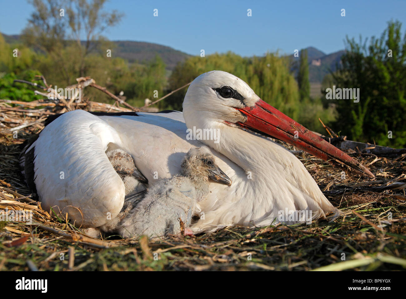 European Cigogne Blanche (Ciconia ciconia). Des profils avec chick sur son nid. Banque D'Images
