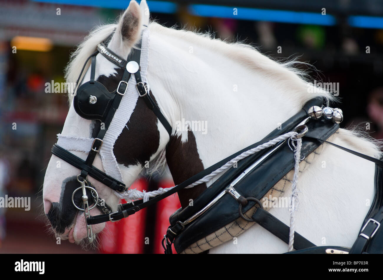 Libre d'un cheval tirant un chariot traditionnel à Blackpool, Angleterre Banque D'Images