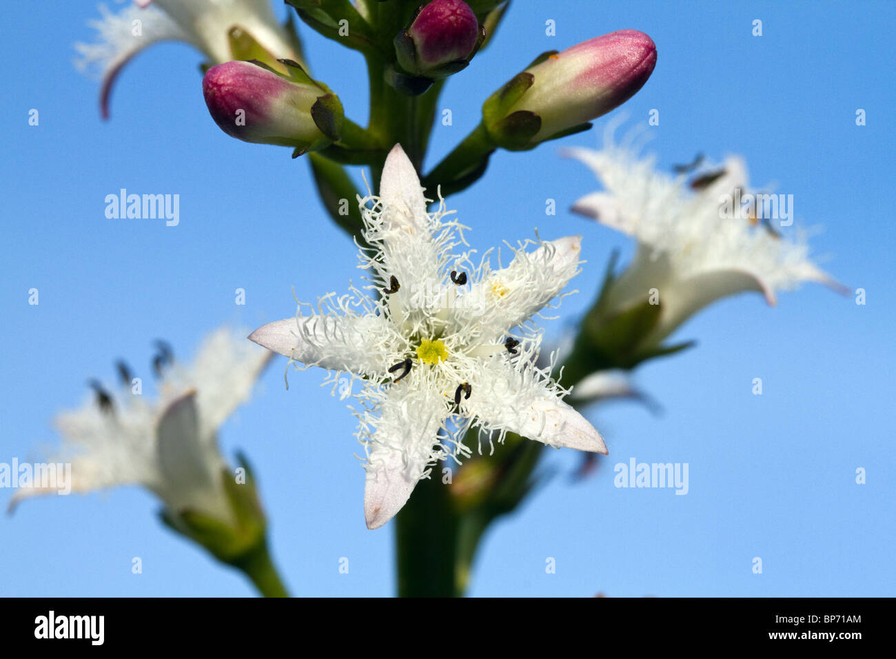 Bogbean wildflower commune de tourbières acides Banque D'Images