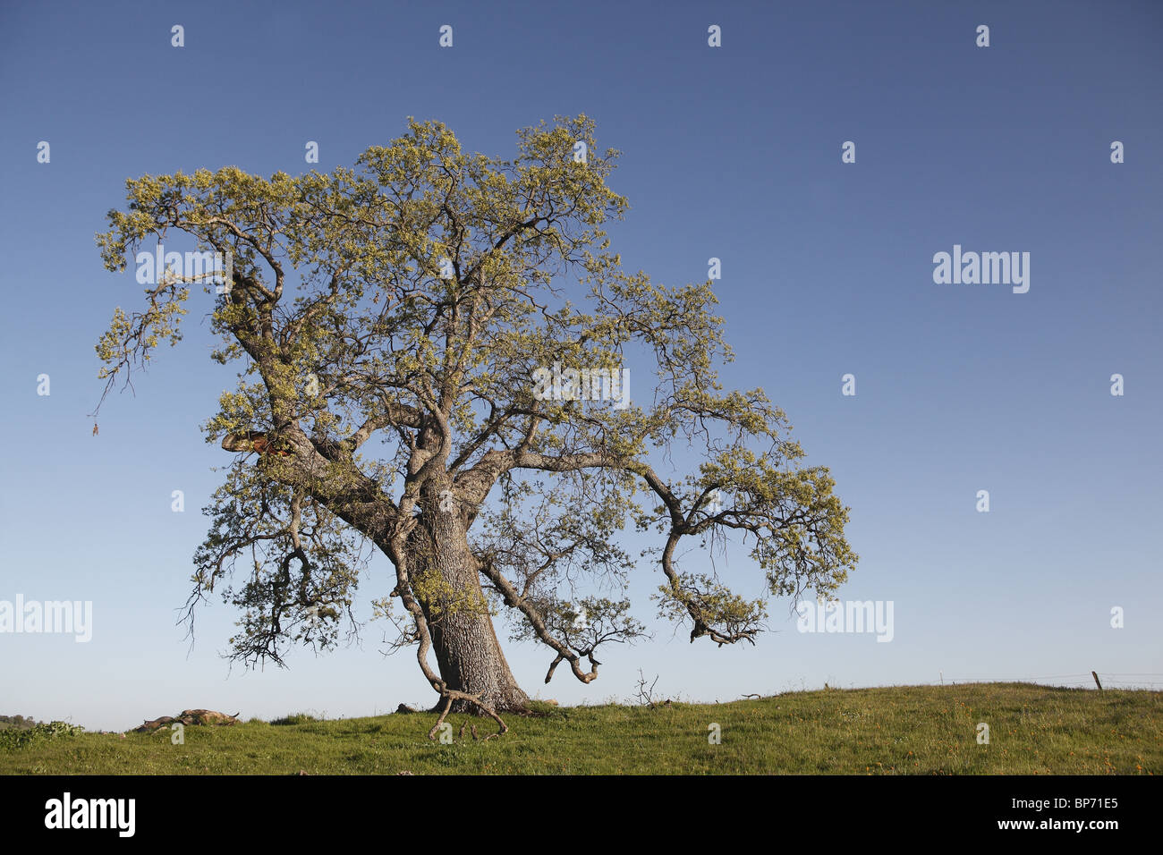 California Black Oak (Quercus kelloggii), arbre solitaire, Mariposa, en Californie. Banque D'Images