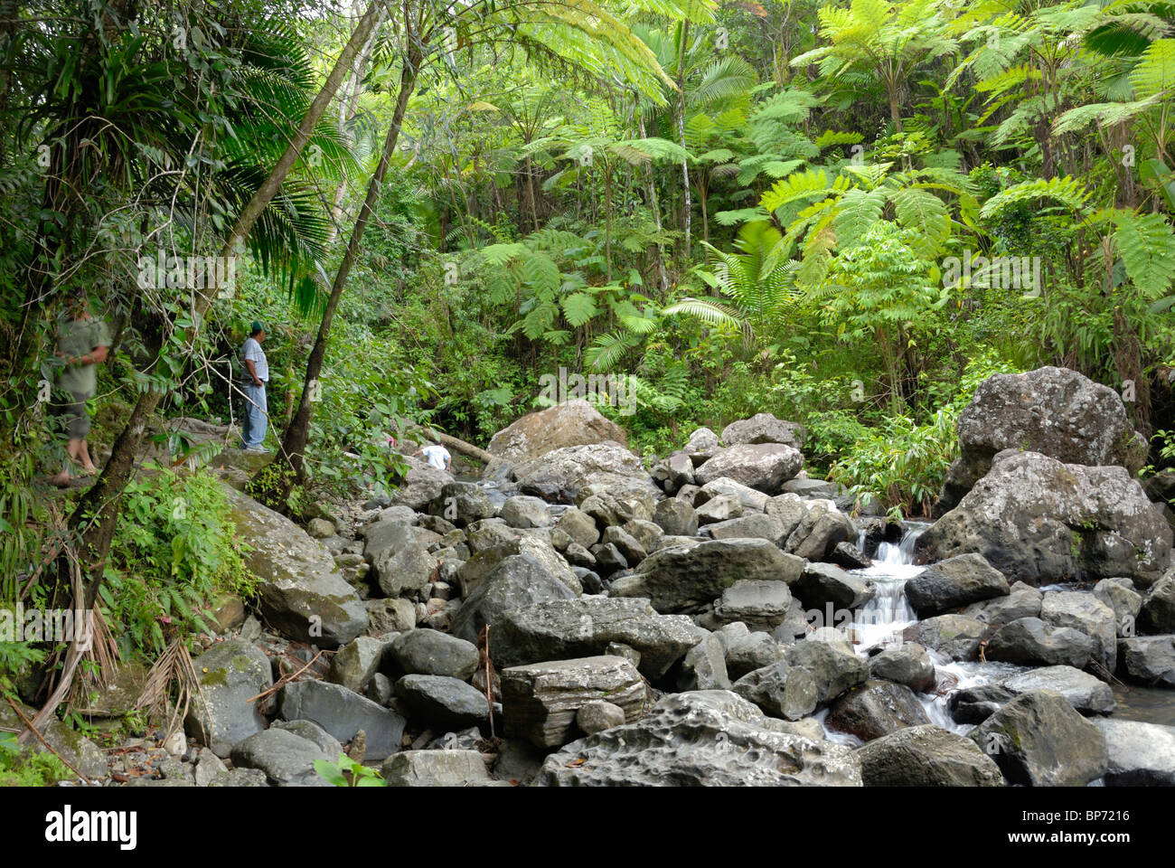 Le Rio Grande (parfois appelé le Rio El Yunque) dans la forêt nationale de El Yunque, Puerto Rico Banque D'Images