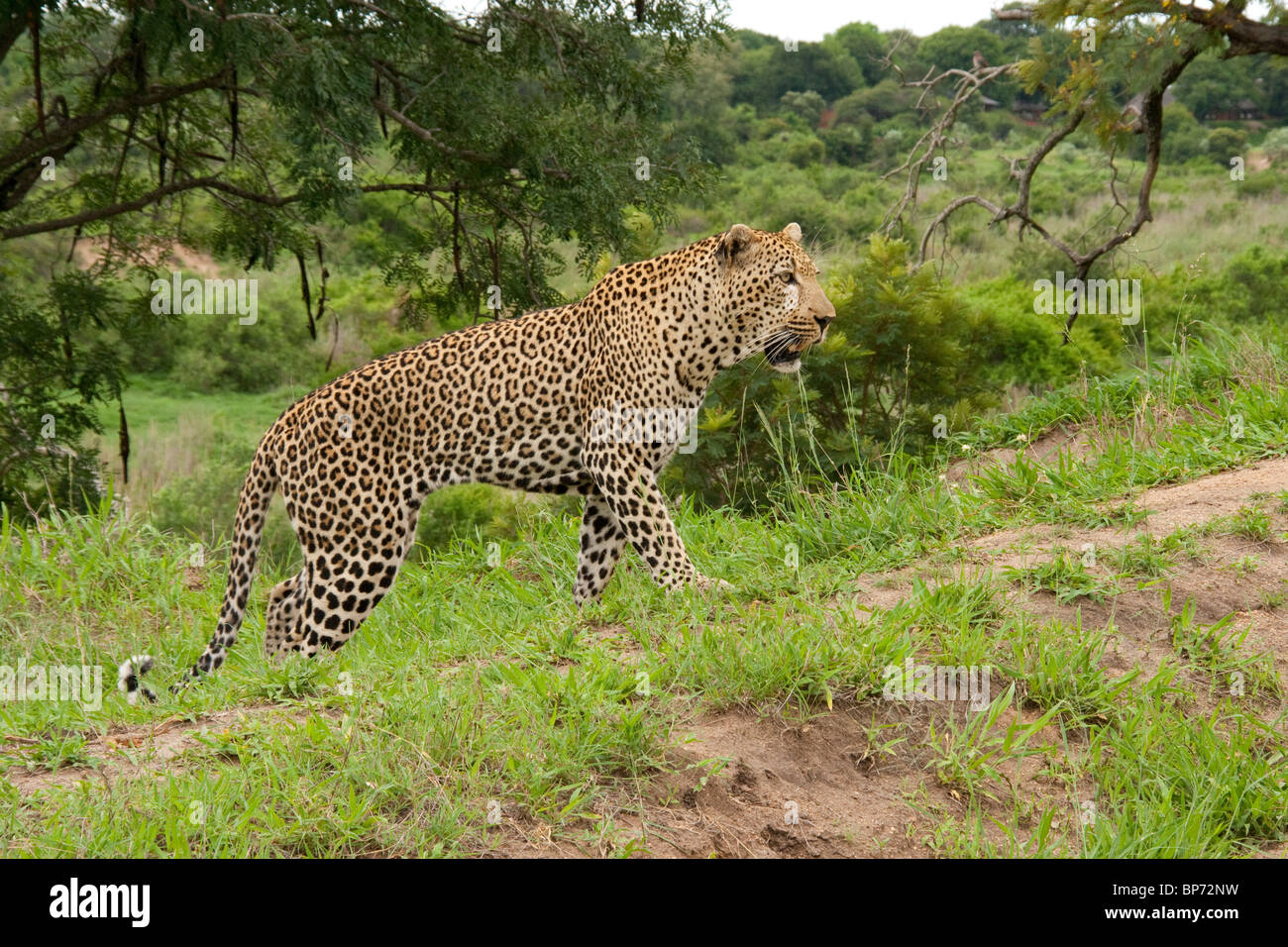 Léopard mâle à mâle Mala game reserve Afrique du Sud Banque D'Images