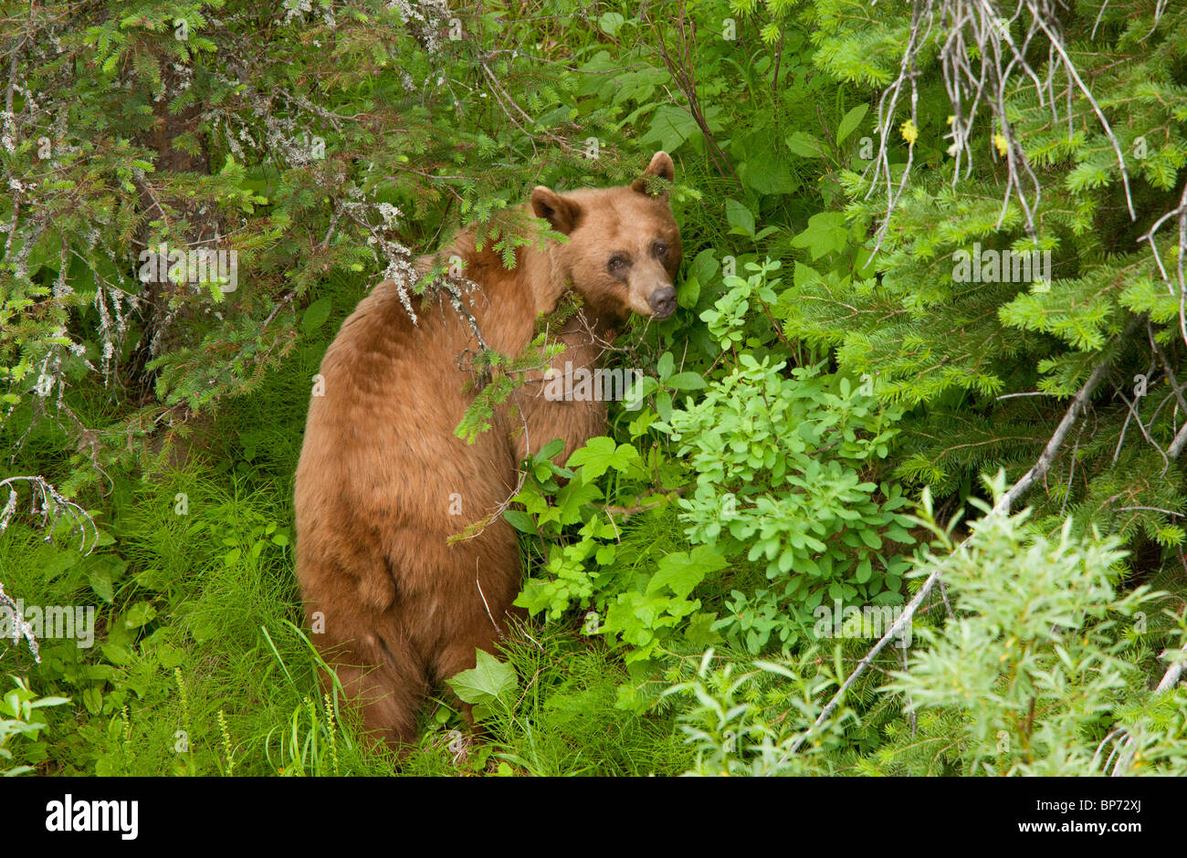 Ours brun, Ursus arctos horribilis, femme à Woodland, Waterton NP, Rocheuses, Canada Banque D'Images