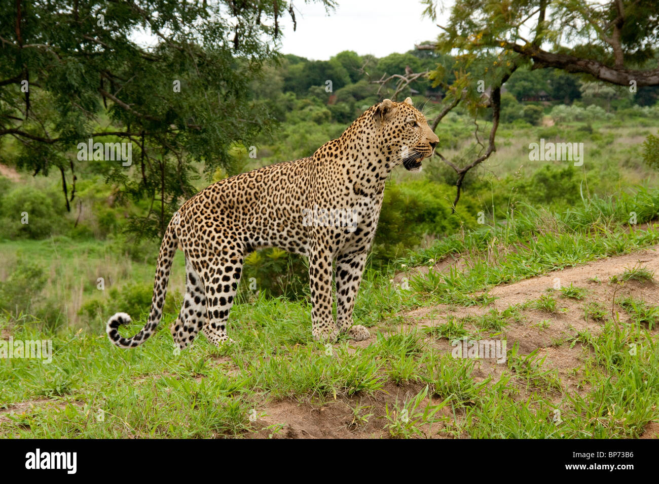 Léopard mâle à mâle Mala game reserve Afrique du Sud Banque D'Images