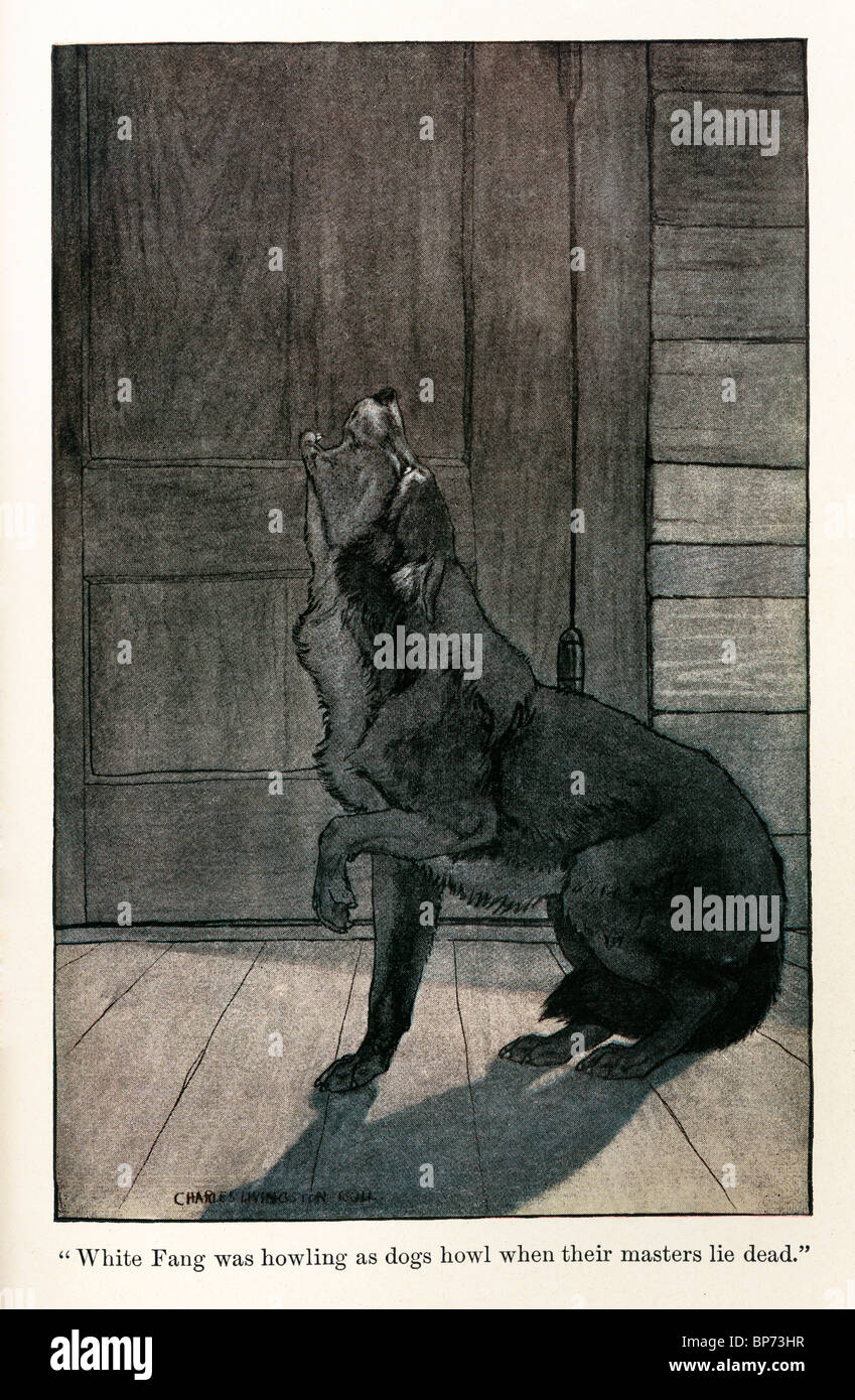 L'une des illustrations de Croc Blanc de Jack London, 1905, 1906 ; illustré par Charles Livingston et Bull. Banque D'Images