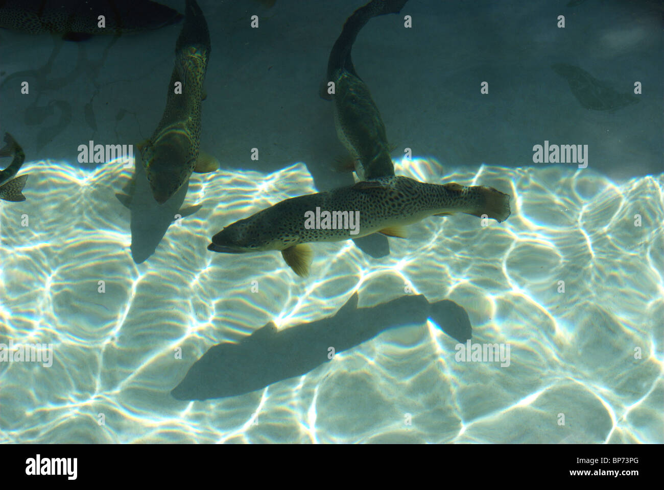 Écloserie de Finger Lakes et région du lac Ontario les pêcheurs de truite. Banque D'Images