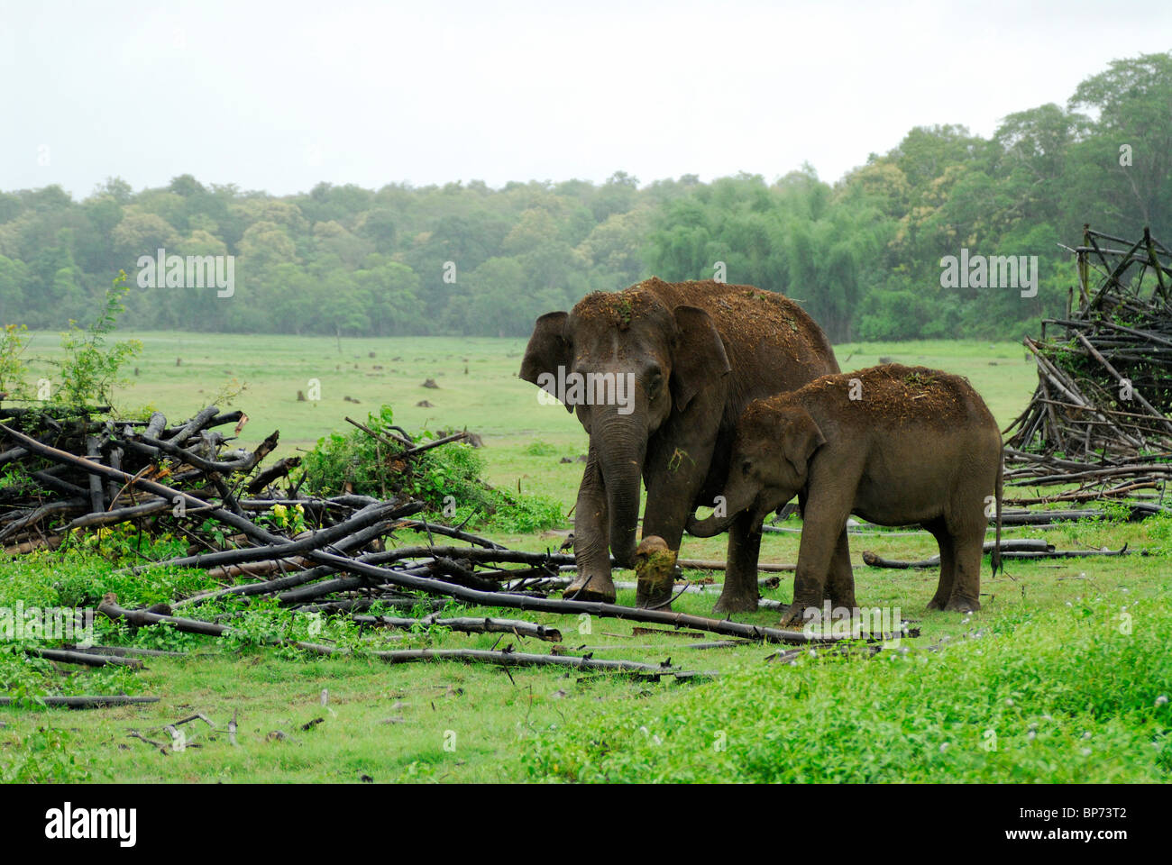 Éléphant d'Asie (Elephas maximus) Mère et son petit. Guatemala City, le Parc National de Nagarhole, Inde. Banque D'Images