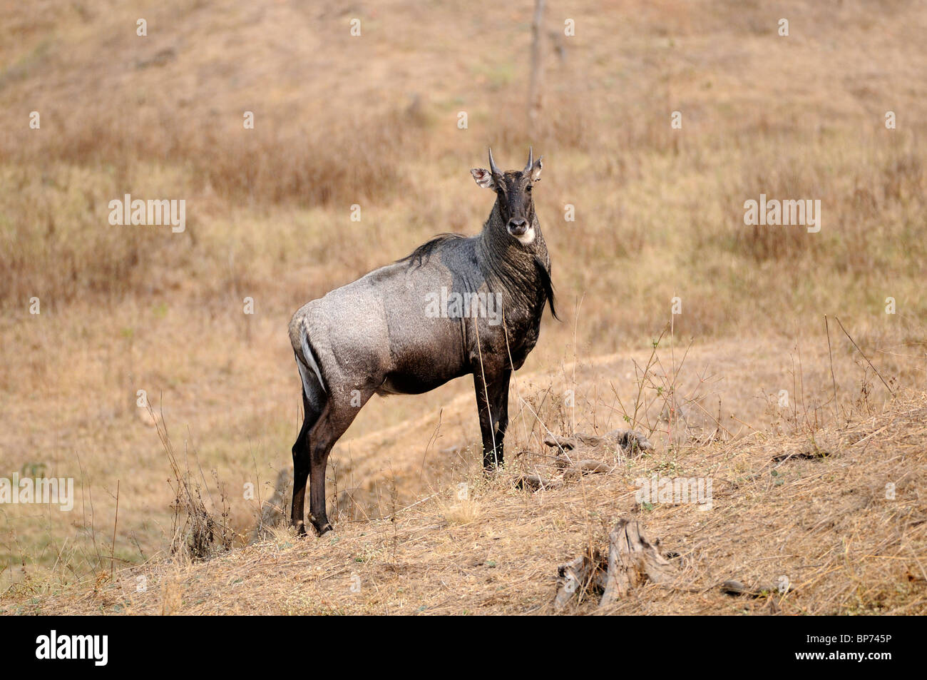 Neelgai Boselaphus tragocamelus antilope Banque D'Images