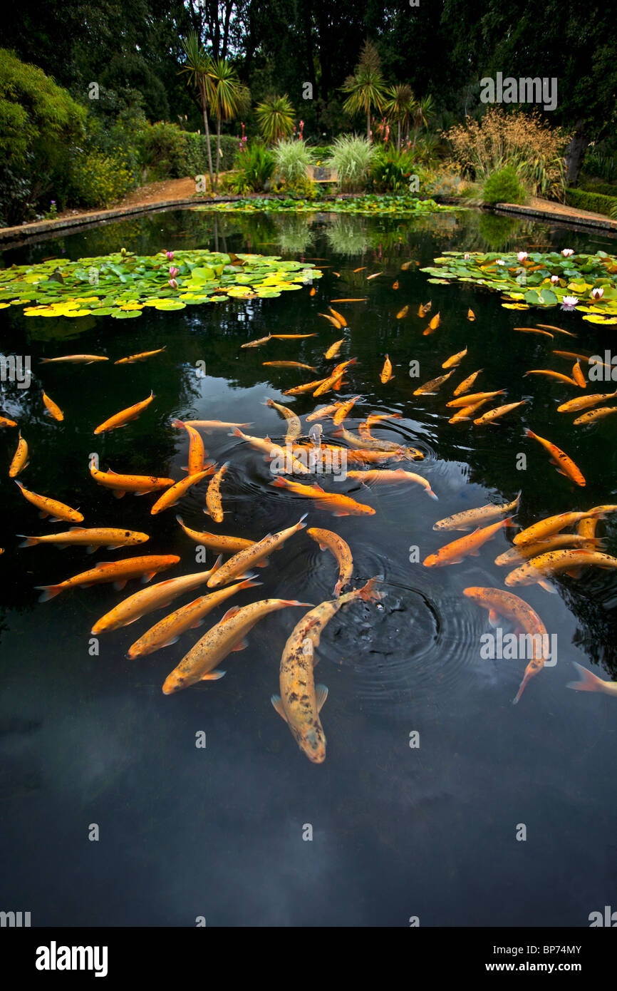 La carpe koï, Abbotsbury sous jardins tropicaux, Dorset, Angleterre. Banque D'Images