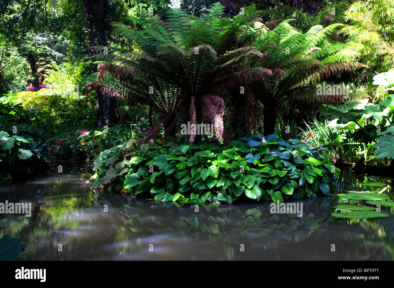 Abbotsbury sous jardins tropicaux, Dorset, Angleterre. Banque D'Images