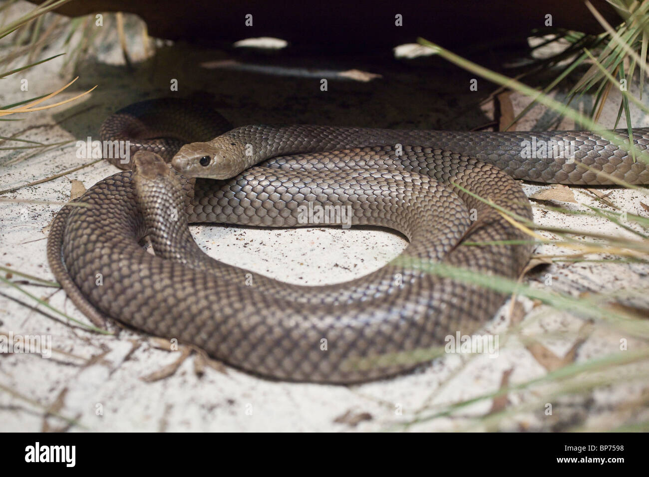 Serpent brun de l'est, Australie Banque D'Images