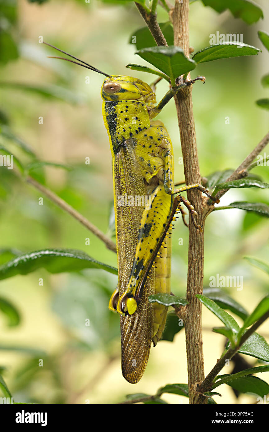 Cricket grand trouvé dans la Malaisie Banque D'Images
