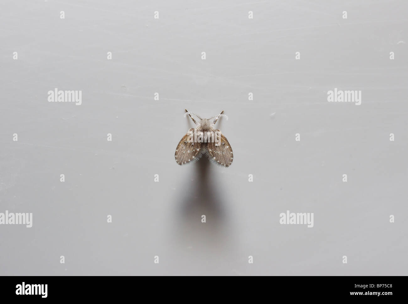 Mouche de la salle de bain Banque de photographies et d’images à haute résolution Alamy