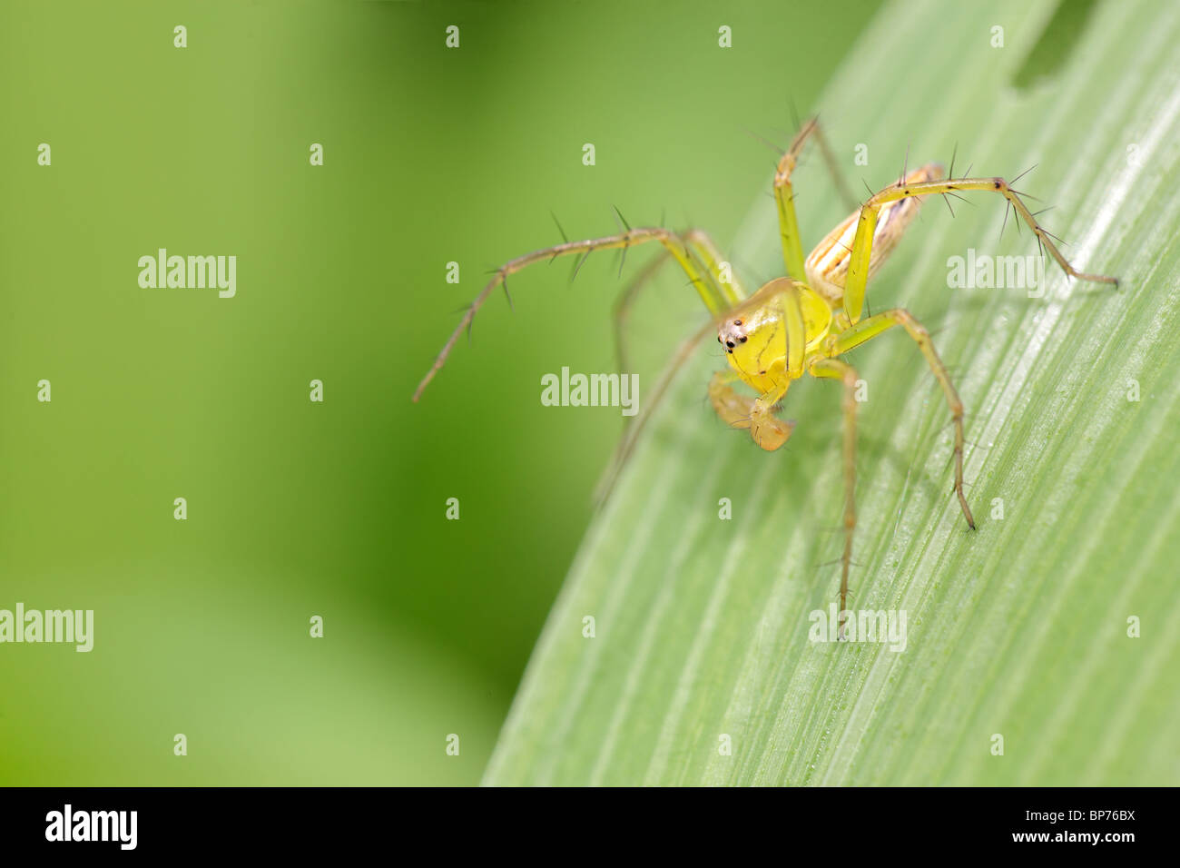 Araignée lynx jaune, trouvé à Sumatra, Indonésie Banque D'Images Araignée lynx jaune, trouvé à Sumatra, Indonésie Banque D'Images