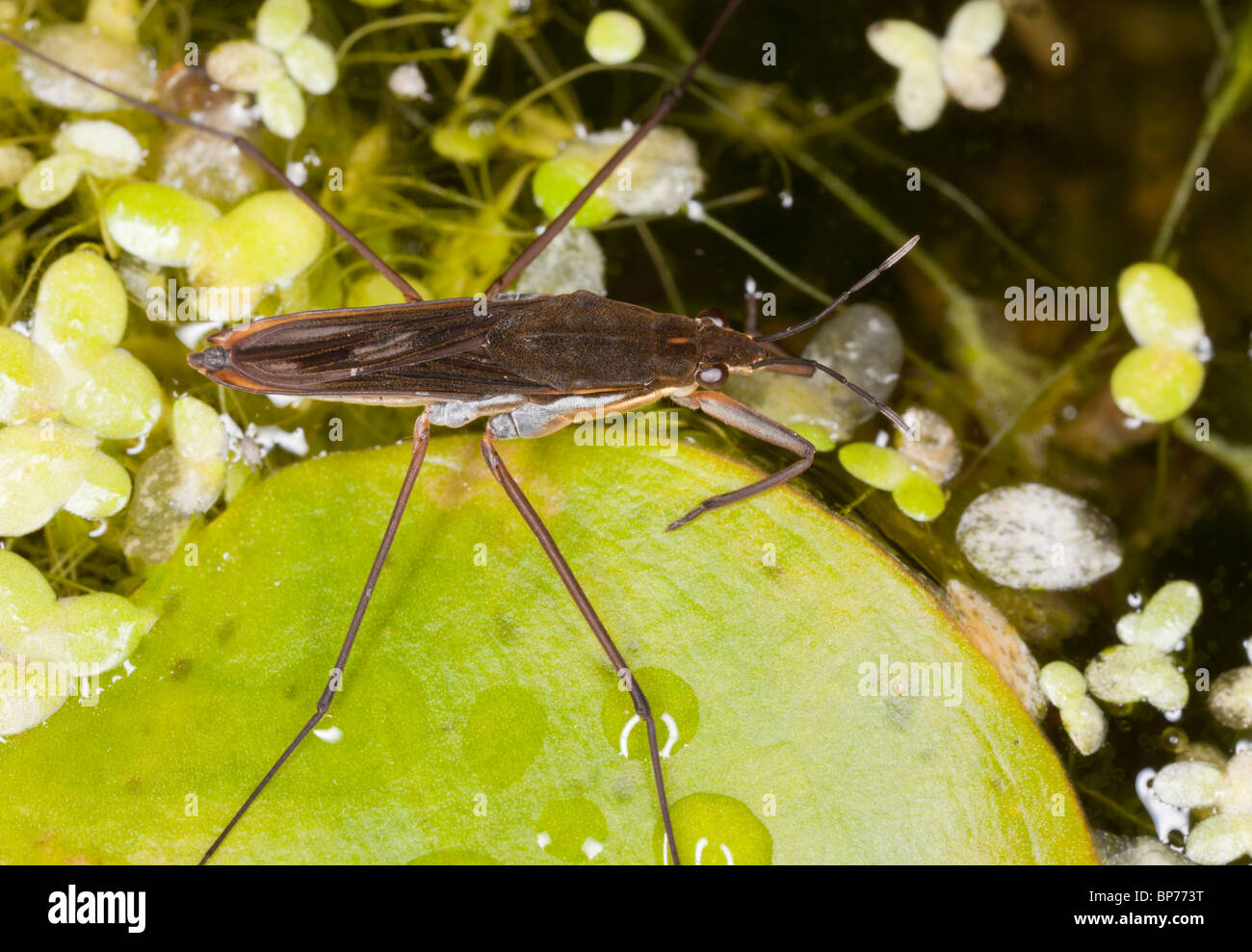 Étang commun, patineur Gerris lacustris sur grenouillette lraf, étang de jardin, Dorset. Banque D'Images