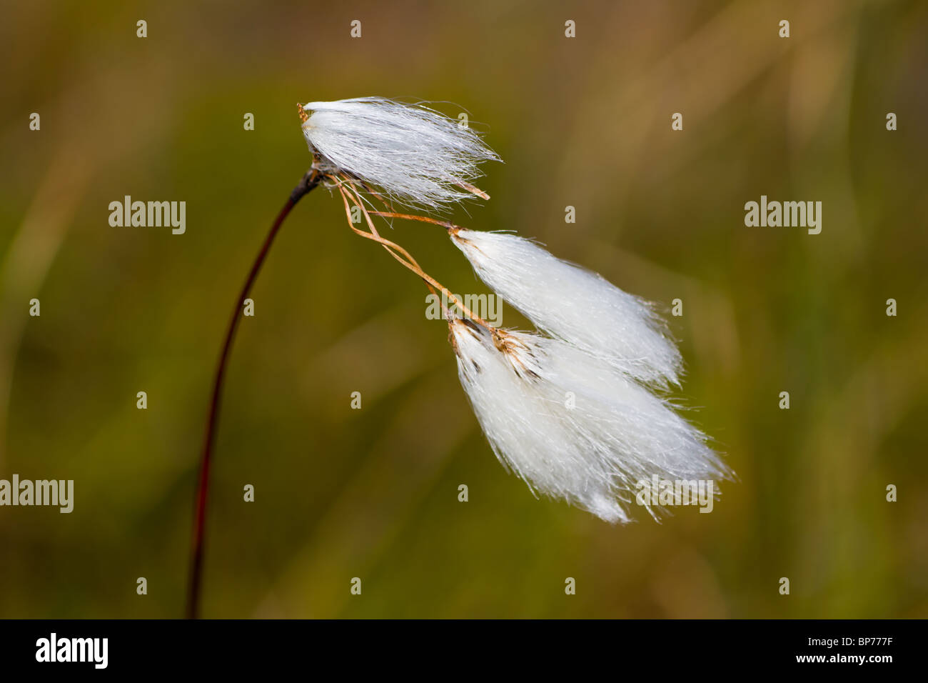 Linaigrette Banque D'Images