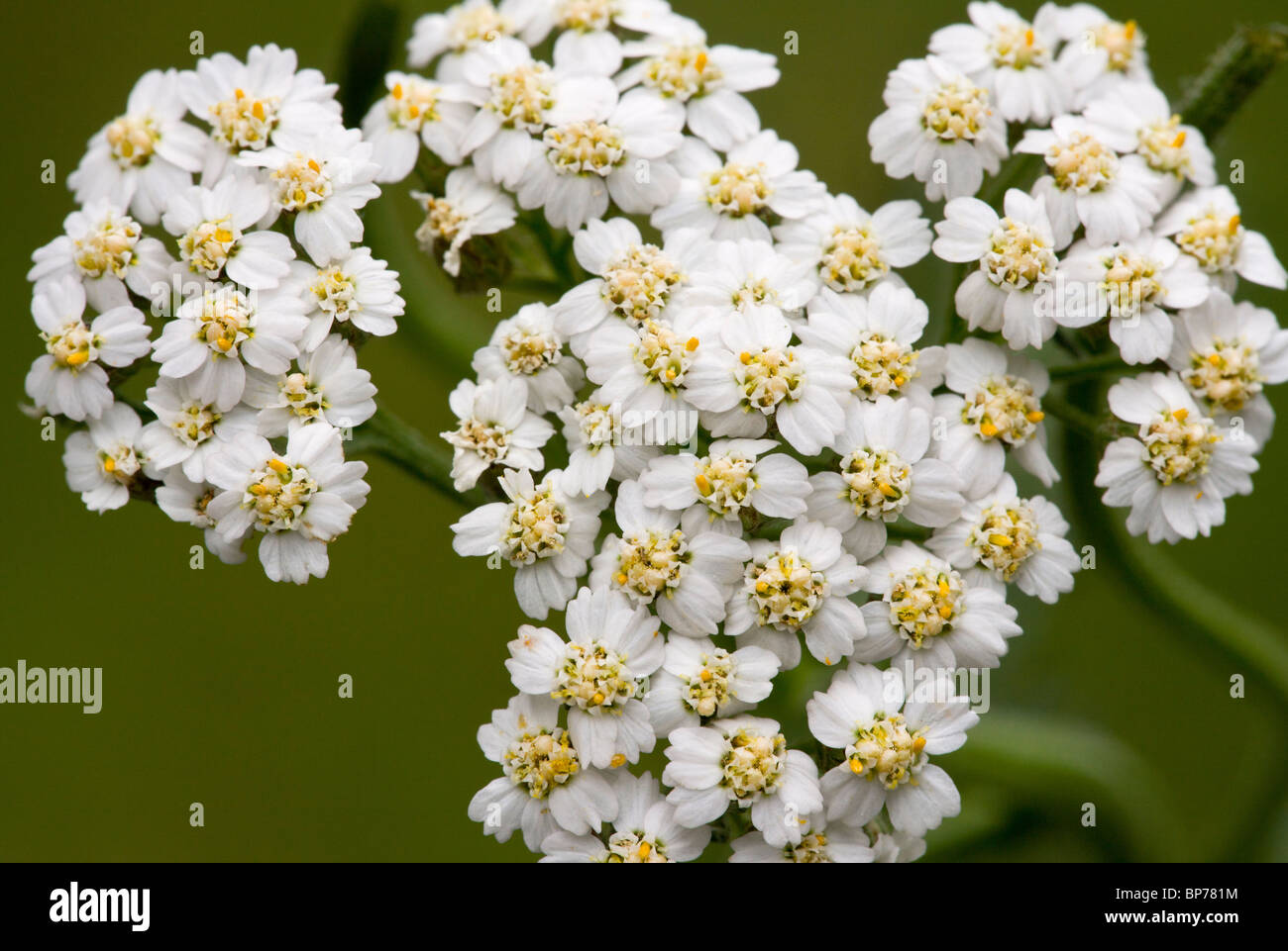 Achillée millefeuille, Achillea millefolium fleurs en close-up. Le Dorset. Banque D'Images