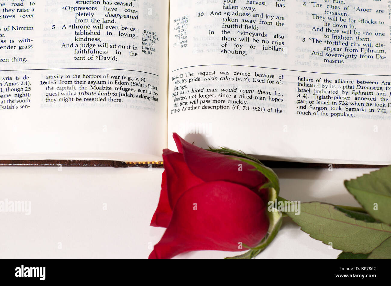 Une étude et une Bible Ryrie longue tige rose rouge sur un fond blanc. Découpe. Banque D'Images