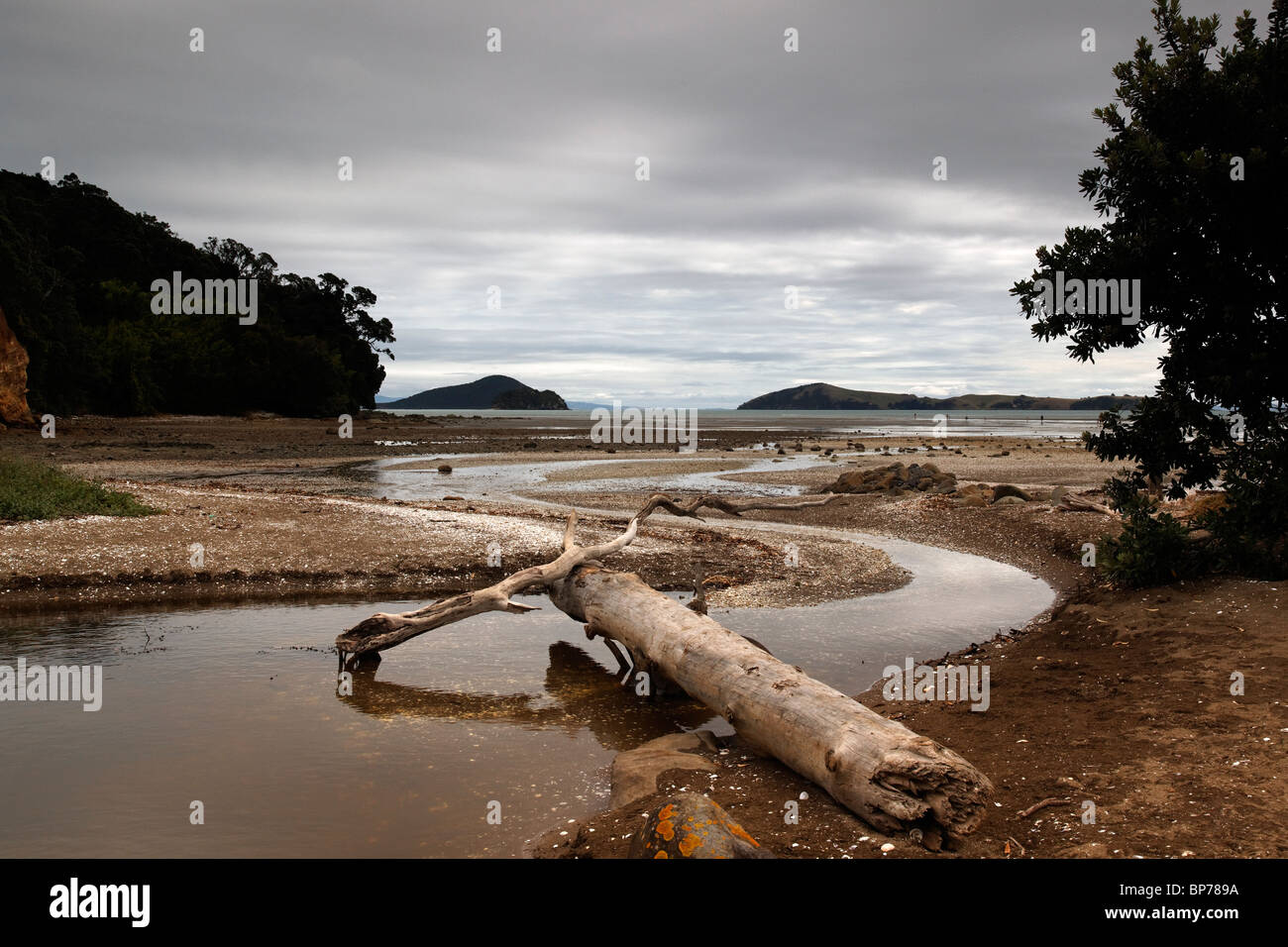 Vue de Shelly Beach sur néos-zélandais Coromandel Banque D'Images