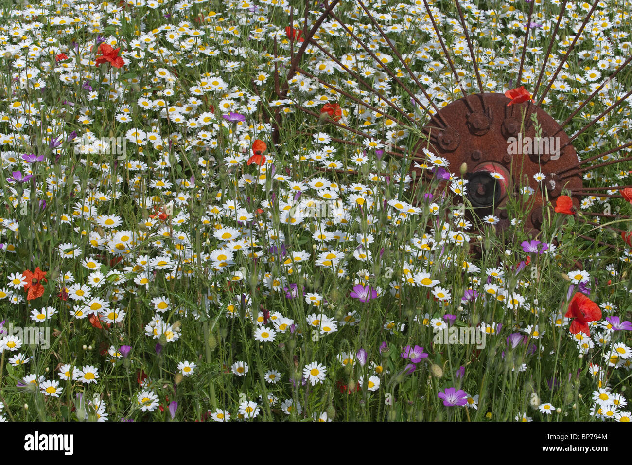 Ancienne roue hayturner dans wildflower meadow Bucks Banque D'Images